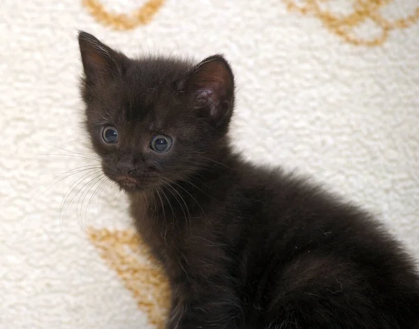 Pequeño Gatito Negro Con Grandes Ojos — Foto de Stock