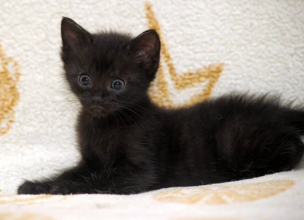 Pequeño Gatito Negro Con Grandes Ojos —  Fotos de Stock