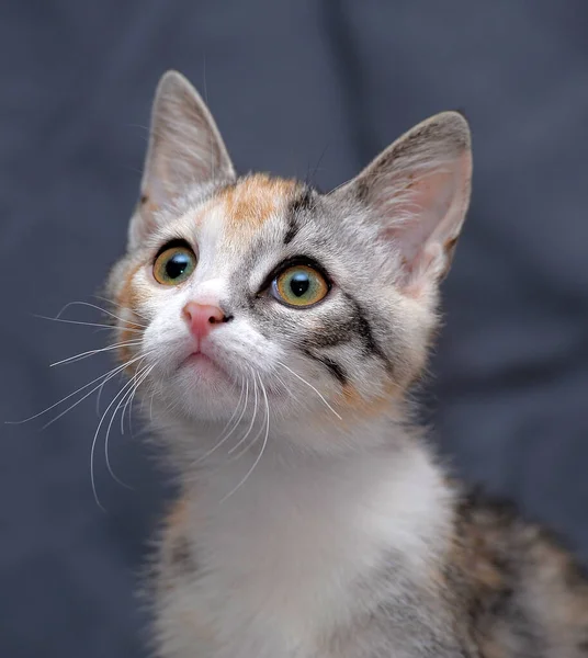 Tricolor Kitten Gray Background — Stock Photo, Image
