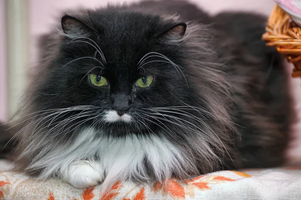 Schöne Flauschige Schwarze Mit Weißer Katze — Stockfoto