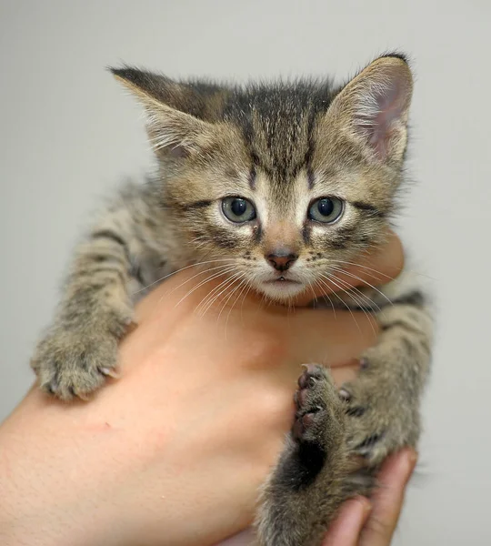 Piccolo Simpatico Gattino Strisce Mano — Foto Stock