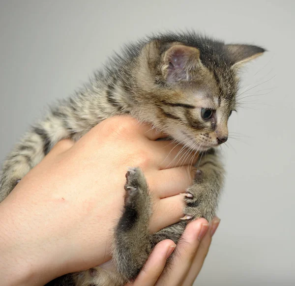 Kucing Kecil Bergaris Garis Lucu Tangan — Stok Foto