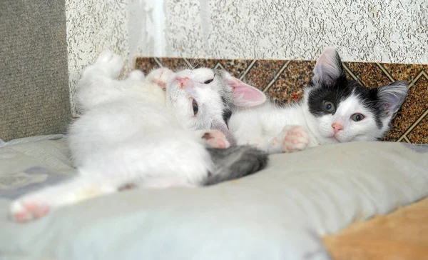 Twee Gelukkig Kittens Samen Close — Stockfoto