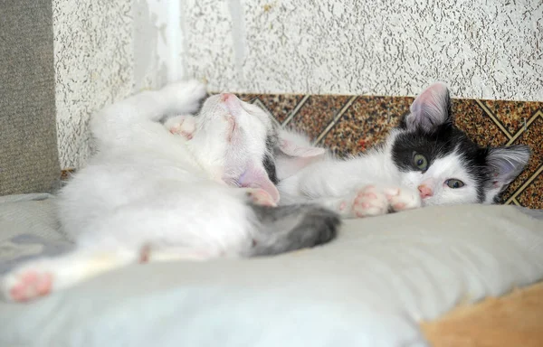 Dois Gatinhos Felizes Juntos Perto — Fotografia de Stock