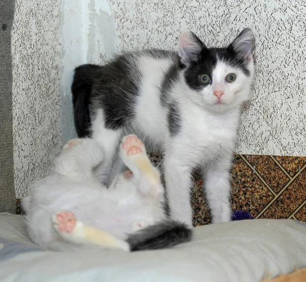 Twee Gelukkig Kittens Samen Close — Stockfoto