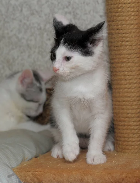 Två Glada Kattungar Tillsammans Nära Håll — Stockfoto