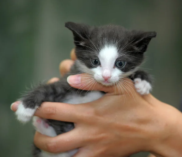 Svart Och Vit Liten Kattunge Händerna — Stockfoto