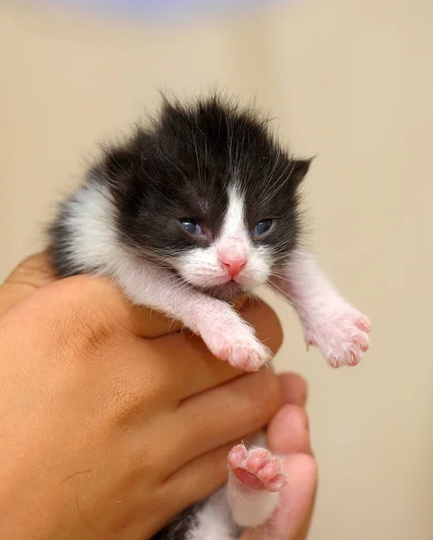 Black White Tiny Kitten Hands — Stock Photo, Image