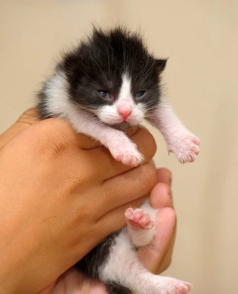 Negro Blanco Minúsculo Gatito Manos — Foto de Stock