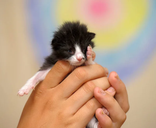 Schwarz Weißes Kätzchen Den Händen — Stockfoto