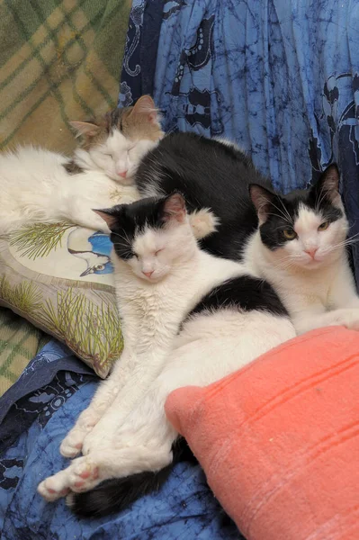 Tres Gatos Dormir Juntos Sofá — Foto de Stock