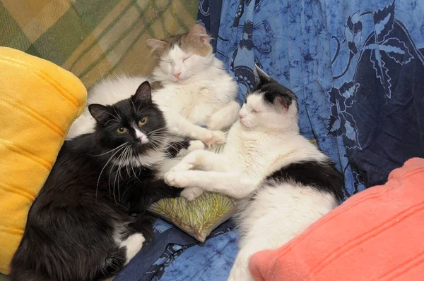 Three Cats Sleep Together Couch — Stock Photo, Image