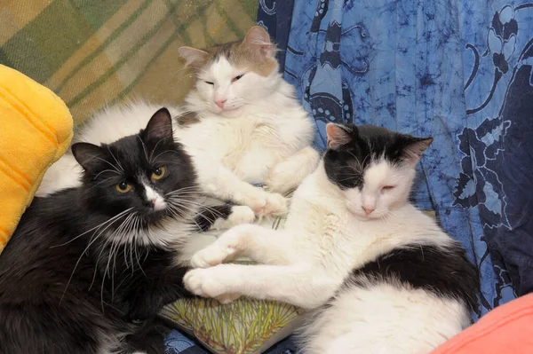 Three Cats Sleep Together Couch — Stock Photo, Image