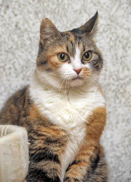 Cat Huge Surprised Eyes Looks — Stock Photo, Image