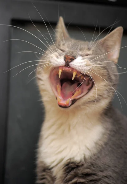 Gray White Cat Funny Yawns — Stock Photo, Image