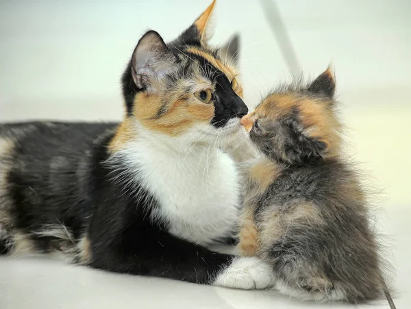 แมวสามส กแมวป ยเล — ภาพถ่ายสต็อก