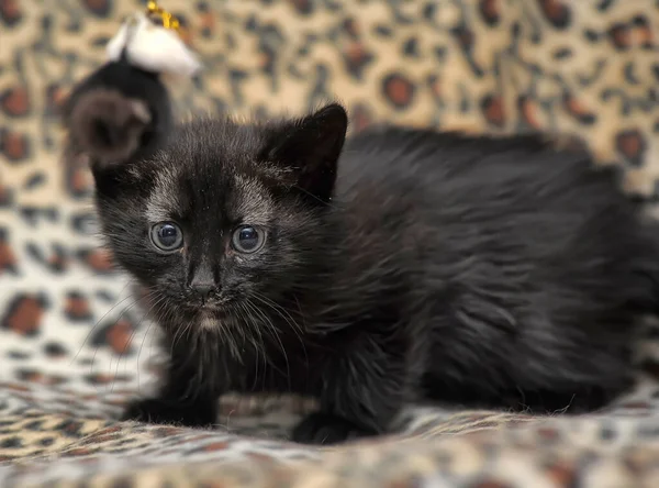 Black Gray Spots Cute Kitten — Stock Photo, Image