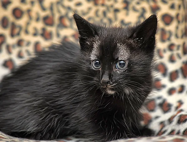 Black Gray Spots Cute Kitten — Stock Photo, Image