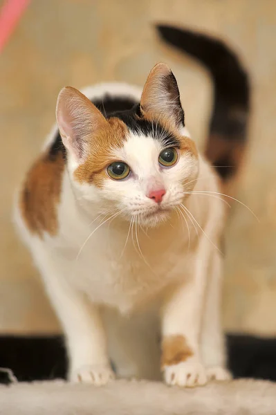 Kurzhaarige Katze Weiß Mit Schwarzen Und Roten Flecken — Stockfoto