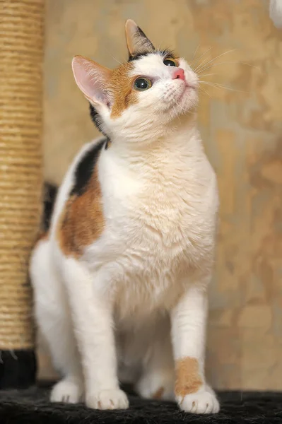 Короткошерстная Кошка Белая Черными Красными Пятнами — стоковое фото