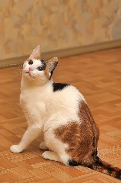 Gato Pêlo Curto Branco Com Manchas Pretas Vermelhas — Fotografia de Stock