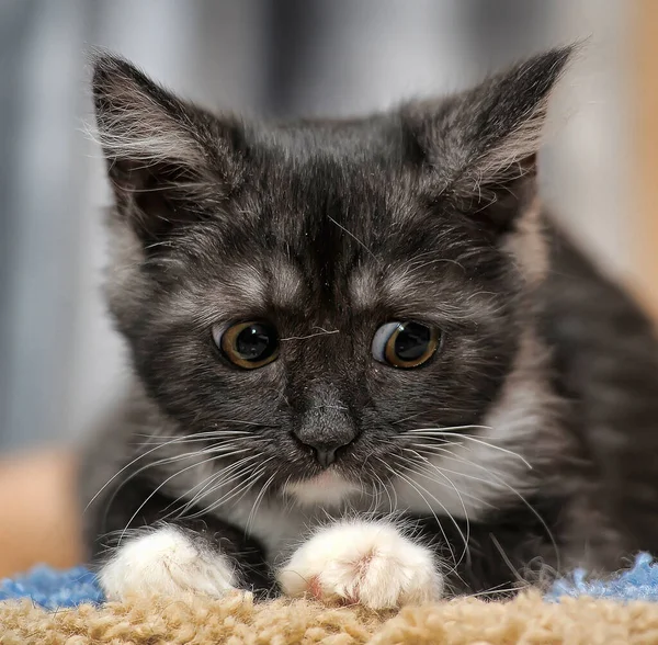 Zwart Met Grijs Wit Schattig Kitten — Stockfoto