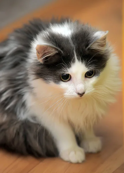 白色与灰色迷人的绒毛幼猫 — 图库照片