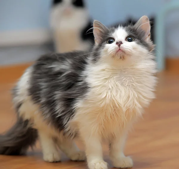 Blanco Con Gris Encantador Esponjoso Joven Gato —  Fotos de Stock