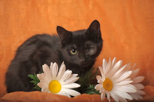 Schwarze Einäugige Katze Tierheim Behindert — Stockfoto