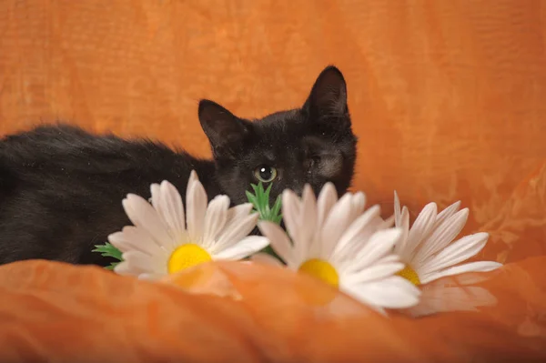 Petit Chat Borgne Noir Handicapé Dans Refuge Pour Animaux — Photo