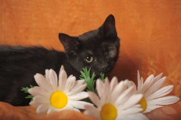 Petit Chat Borgne Noir Handicapé Dans Refuge Pour Animaux — Photo