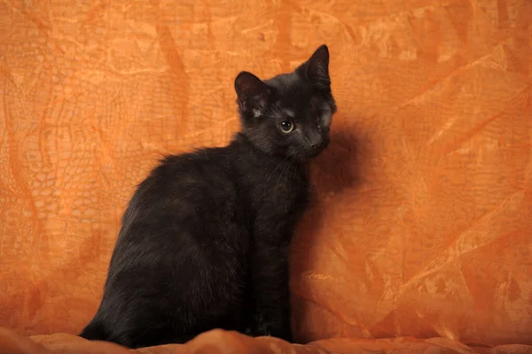 Hitam Bermata Satu Kucing Kecil Dinonaktifkan Perlindungan Hewan — Stok Foto