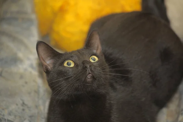 Cute Black Cat Yellow Eyes — Stock Photo, Image