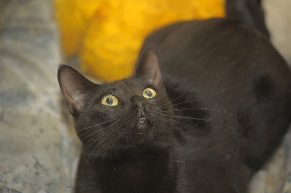 Mignon Chat Noir Avec Des Yeux Jaunes — Photo