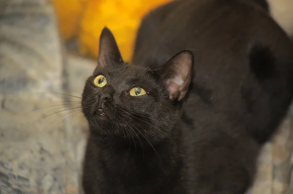 Gato Preto Bonito Com Olhos Amarelos — Fotografia de Stock