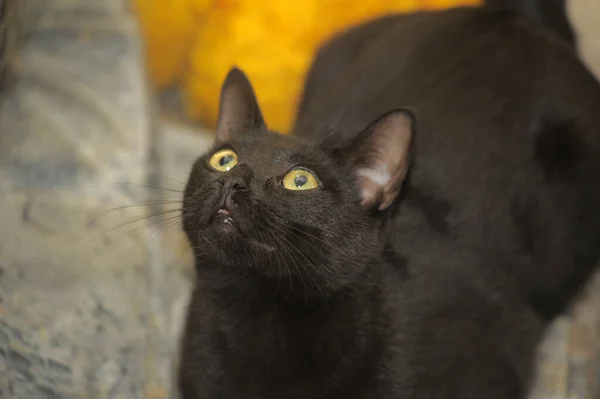 Schattig Zwart Kat Met Gele Ogen — Stockfoto