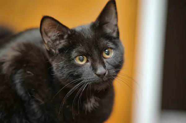 Милый Черный Кот Желтыми Глазами — стоковое фото