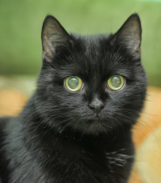 Смешной Черный Кот Зелеными Глазами — стоковое фото