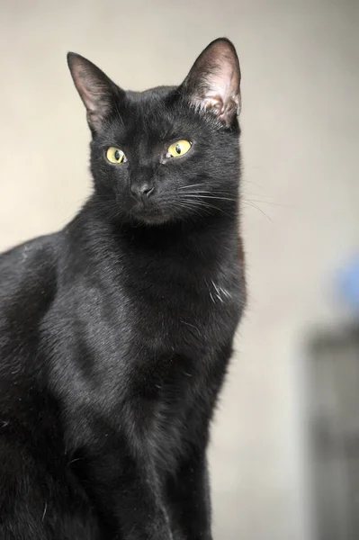 Милый Черный Кот Желтыми Глазами — стоковое фото