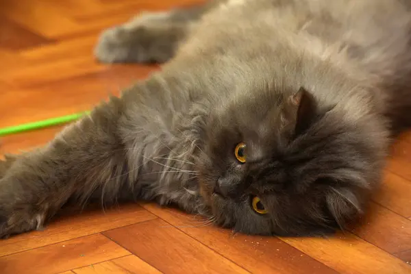 Gatto Persiano Grigio Trova Sul Pavimento — Foto Stock