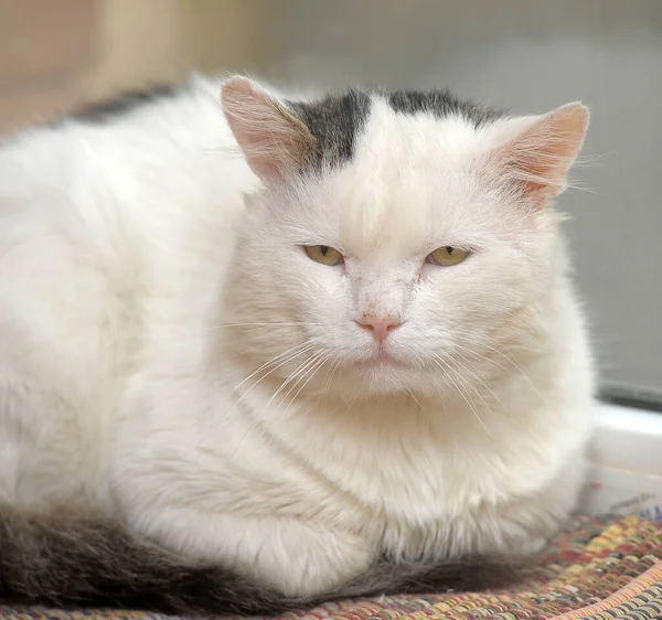 White Gray Stained Sad Cat Animal Shelter — Stock Photo, Image