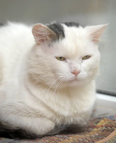 Chat Triste Taché Blanc Gris Dans Refuge Pour Animaux — Photo