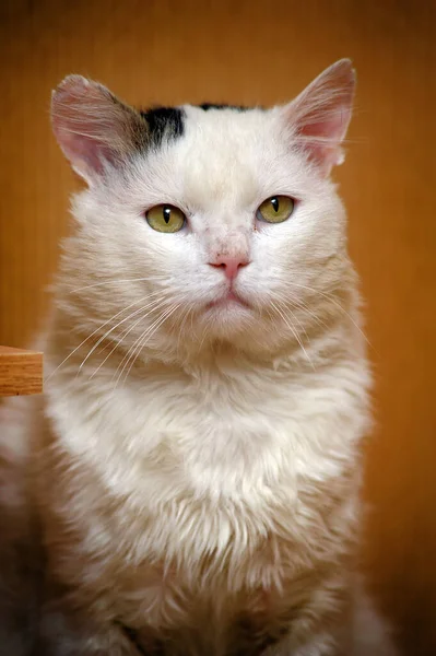 Gato Triste Teñido Blanco Gris Refugio Animales —  Fotos de Stock