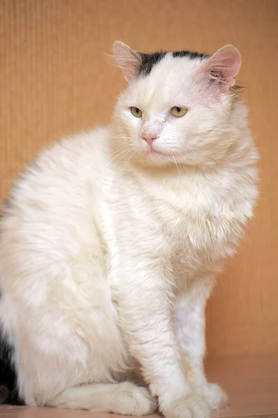 Beyaz Gri Lekeli Üzgün Kedi Hayvan Barınağında — Stok fotoğraf