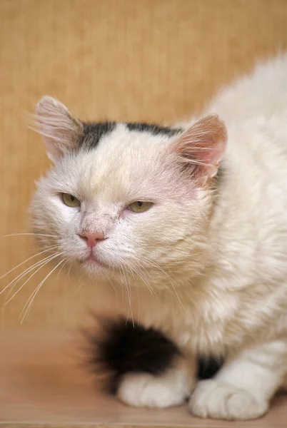 Gato Triste Branco Cinza Abrigo Animais — Fotografia de Stock