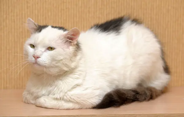 White Gray Stained Sad Cat Animal Shelter — Stock Photo, Image
