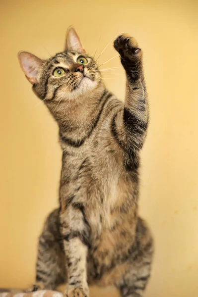 Tabby Kot Gospodarstwa Górę Łapa — Zdjęcie stockowe