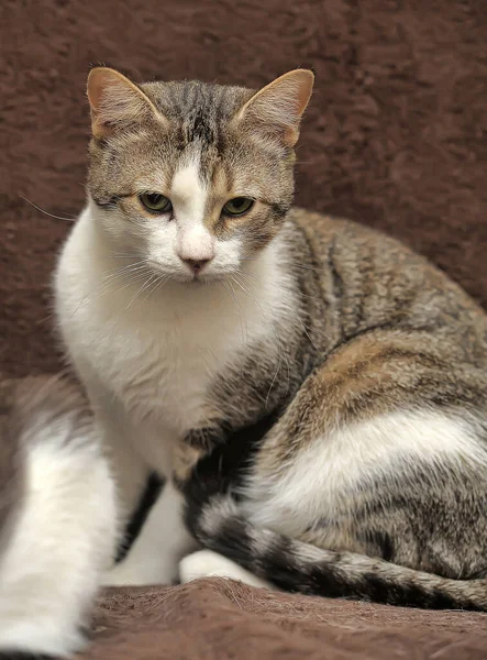 산짧은 줄무늬 고양이 — 스톡 사진