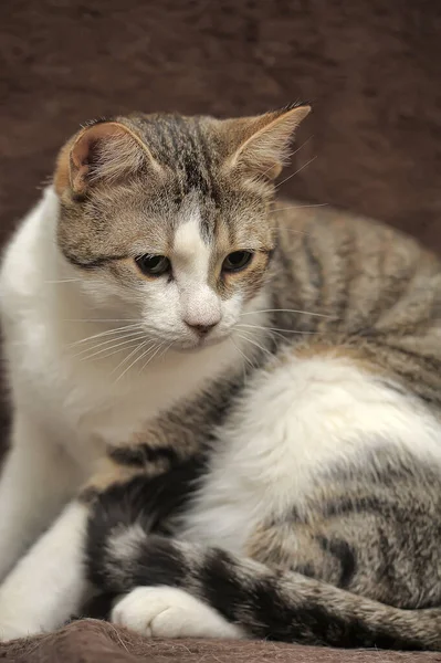 White Brown Striped Short Haired European Cat — Stock Photo, Image