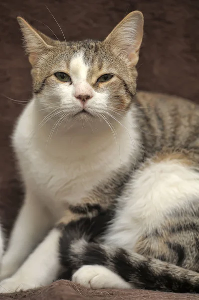 Gato Europeo Pelo Corto Rayas Blancas Marrones — Foto de Stock